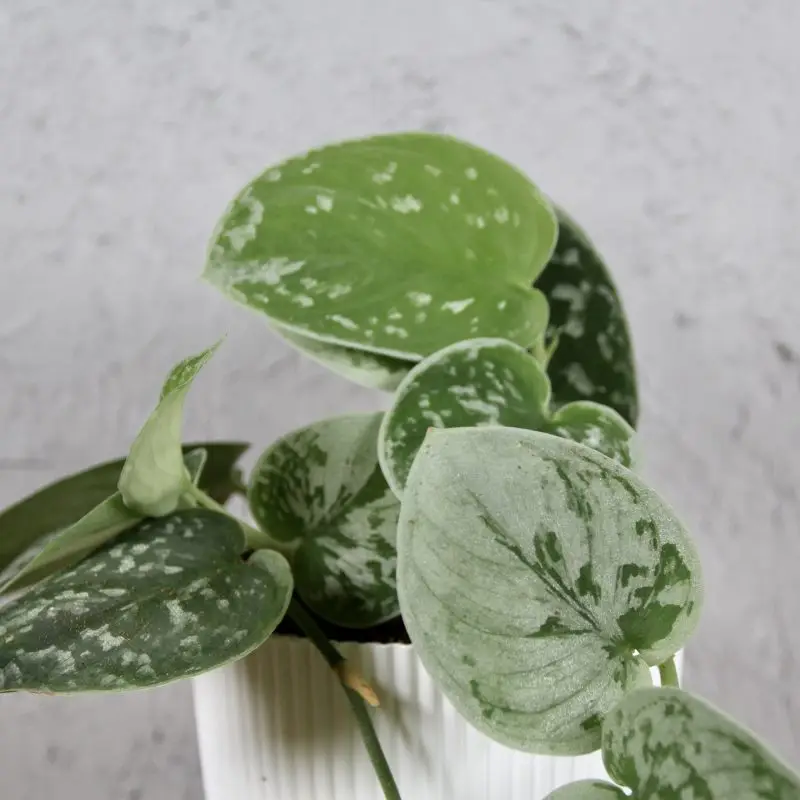 Scindapsus Pictus Silvery Ann