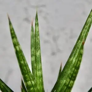 Sansevieria Tchynin jazyk Francisii baby