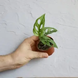 Monstera Adansonii Mint baby