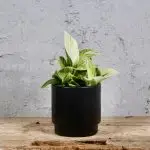 Philodendron Peridot baby