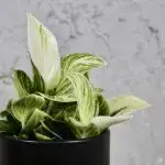 Philodendron Peridot baby