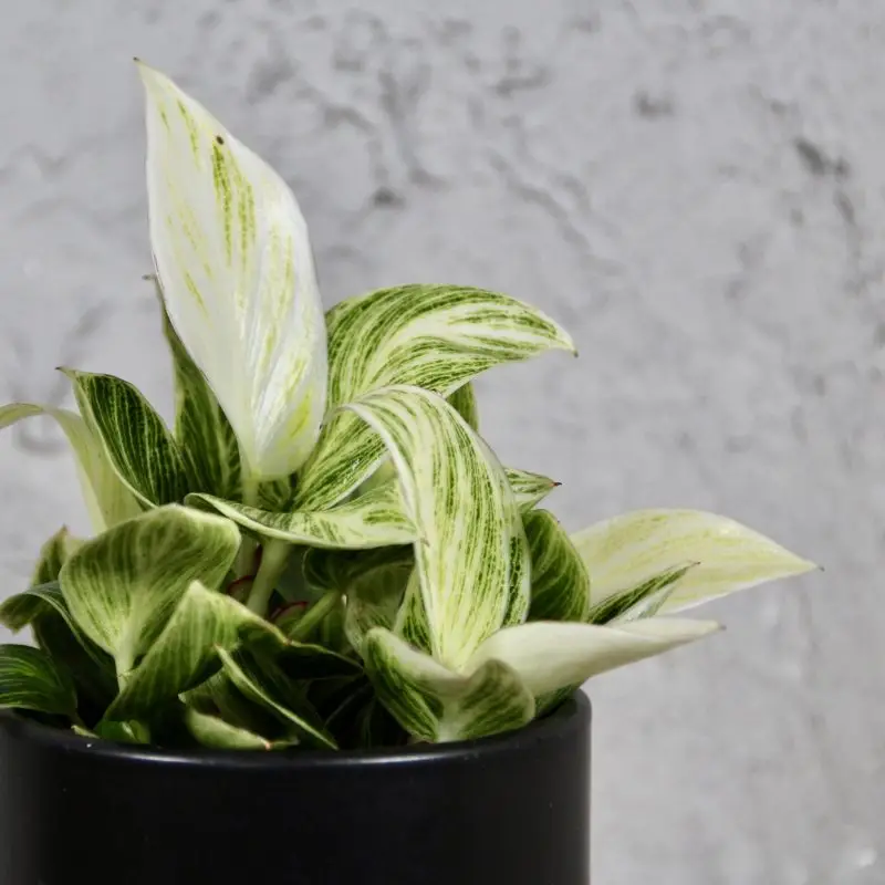 Philodendron Peridot baby