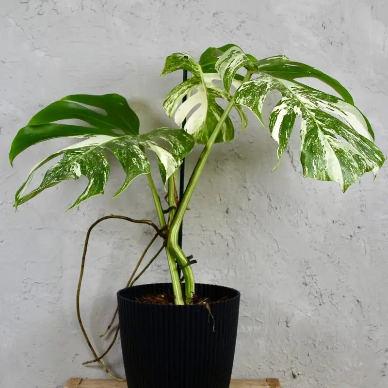 Monstera Deliciosa Albo Variegata