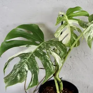 Monstera Deliciosa Albo Variegata