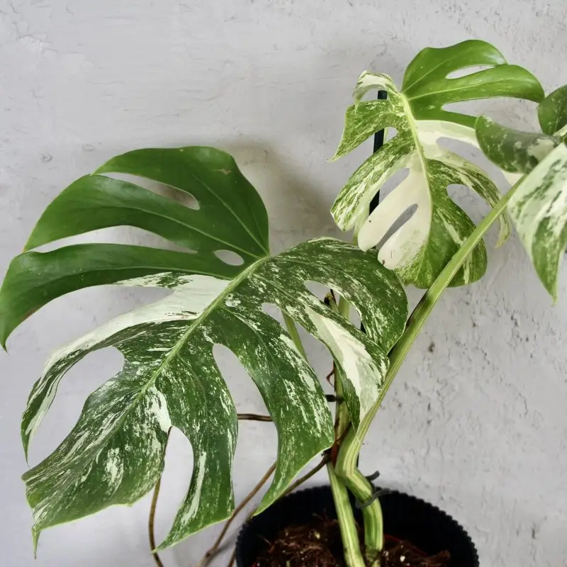 Monstera Deliciosa Albo Variegata