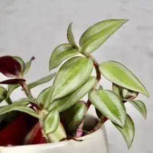 Tradescantia zebra baby