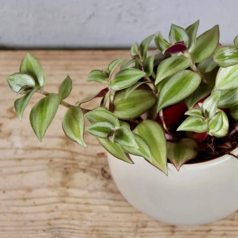 Tradescantia zebra baby