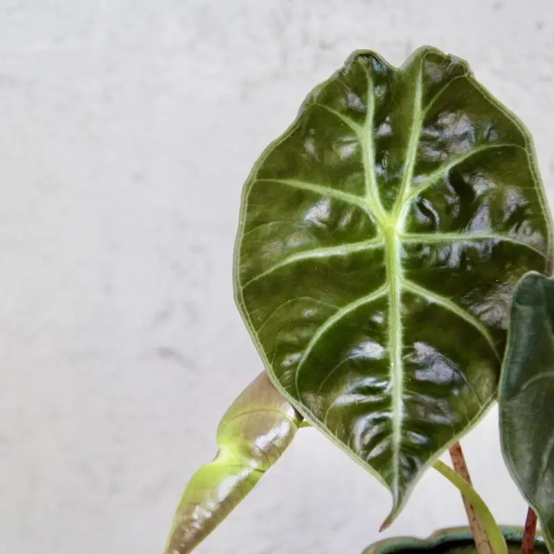 Alocasia Golden bone baby