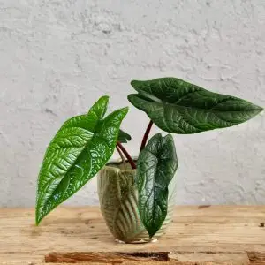Alocasia Scalprum baby
