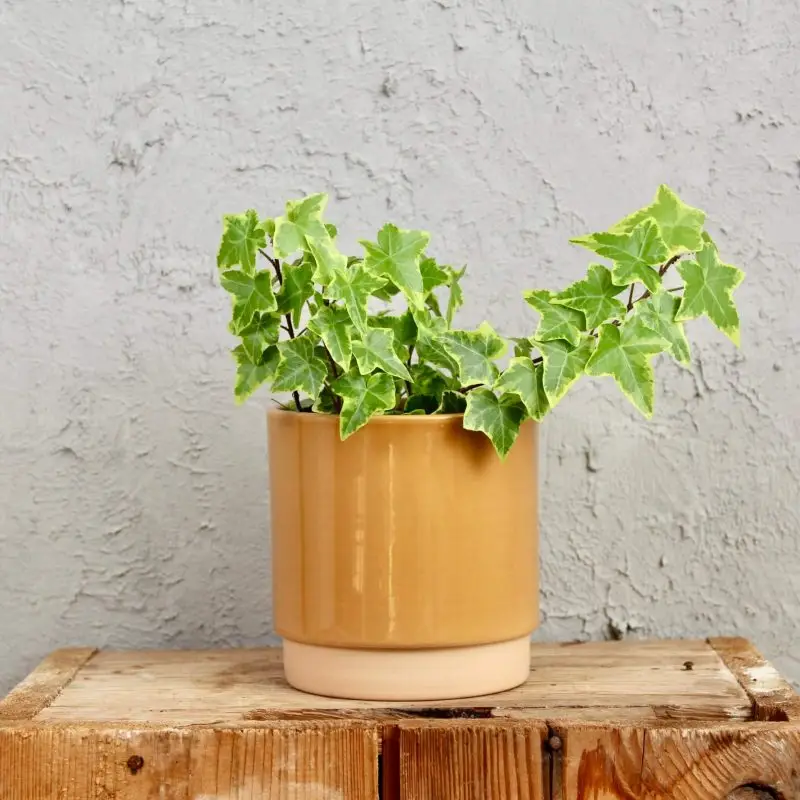 Květináč Eno Duo dusty ocher Ø 12 cm