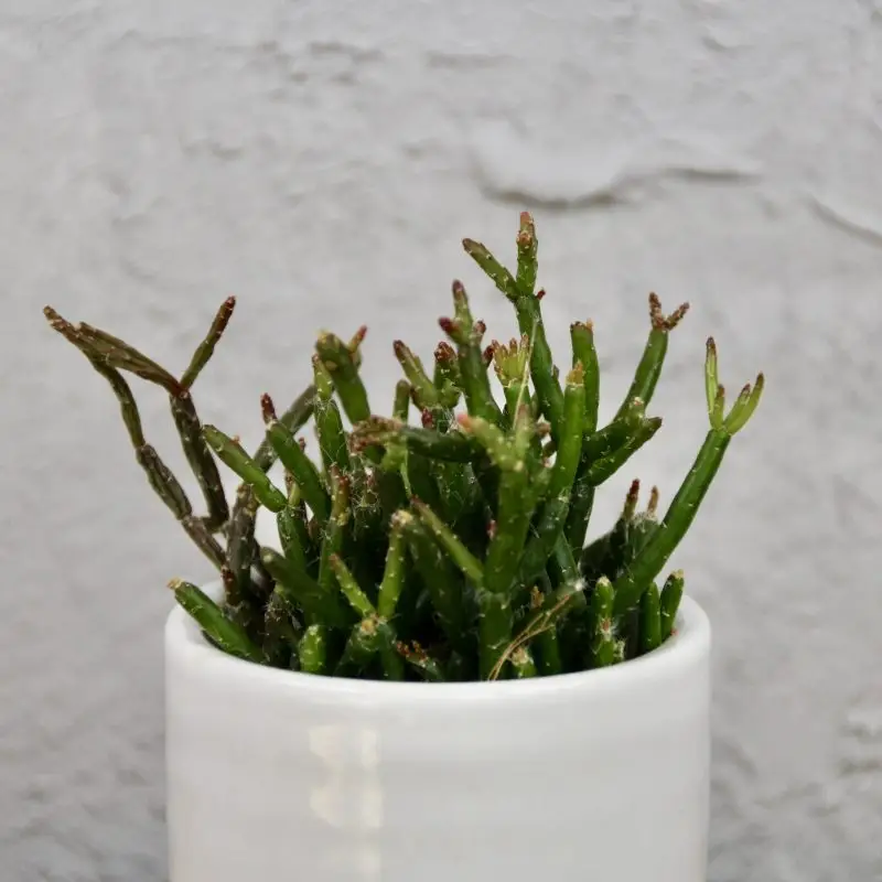Rhipsalis Hatiora Salicornioides baby