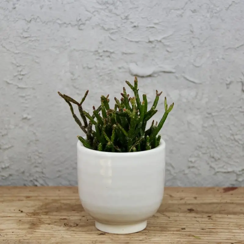 Rhipsalis Hatiora Salicornioides baby