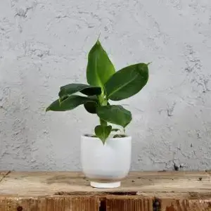 Musa Acuminata Banánovník baby