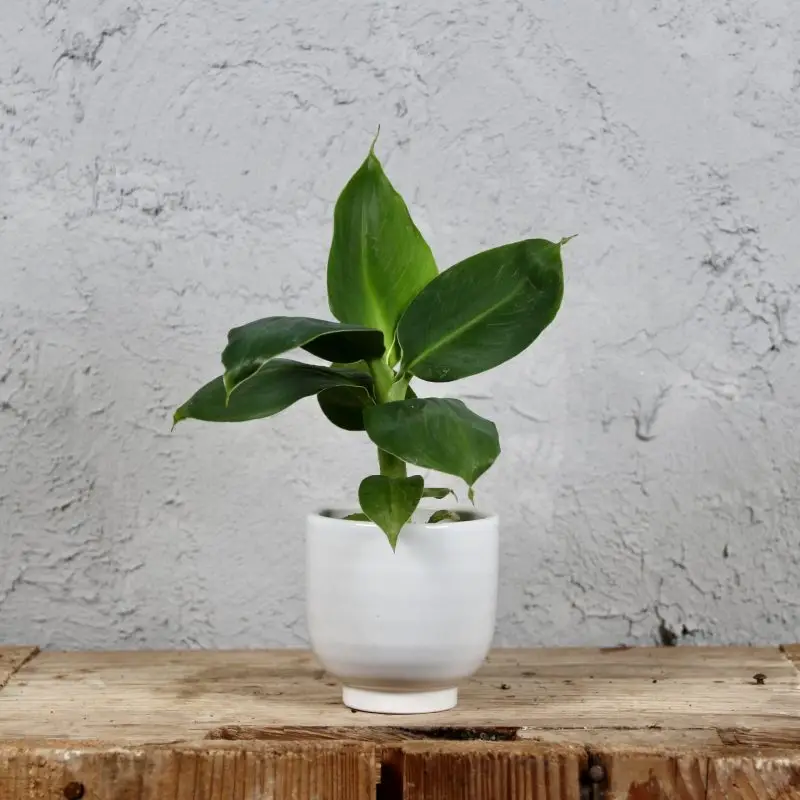 Musa Acuminata Banánovník baby