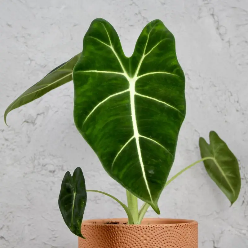 Alocasia Frydek
