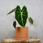 Alocasia Frydek