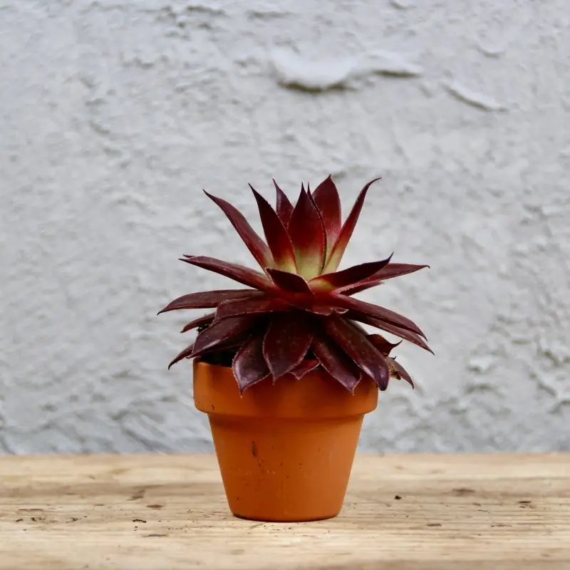Sempervivum Strawberry Kiwi - netřesk baby