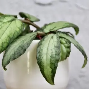 Pellionia repens baby