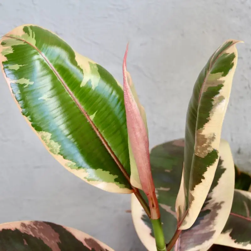 Ficus elastica Belize XL