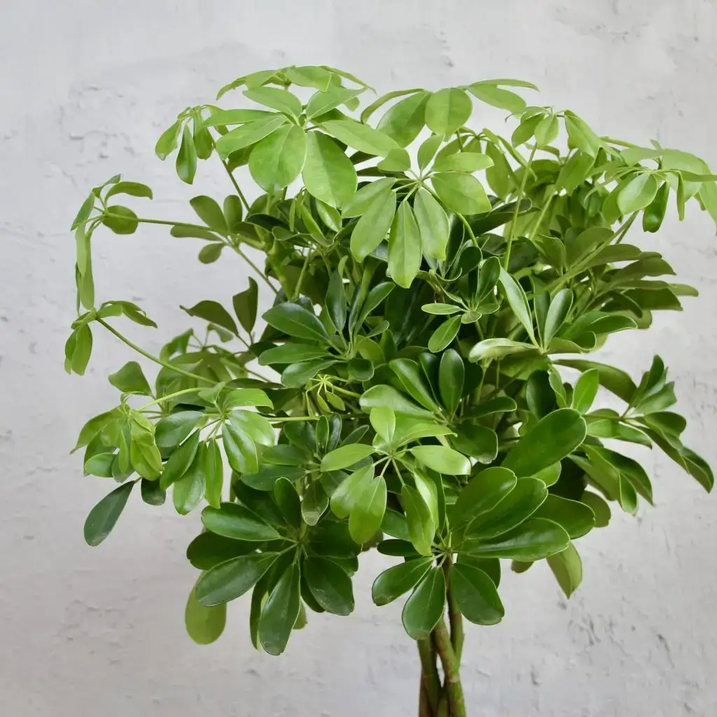 Schefflera Nora Braid XL