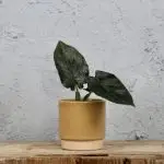 Alocasia Antoro velvet baby