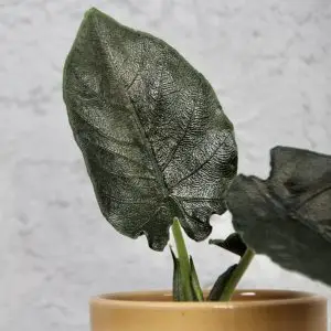 Alocasia Antoro velvet baby
