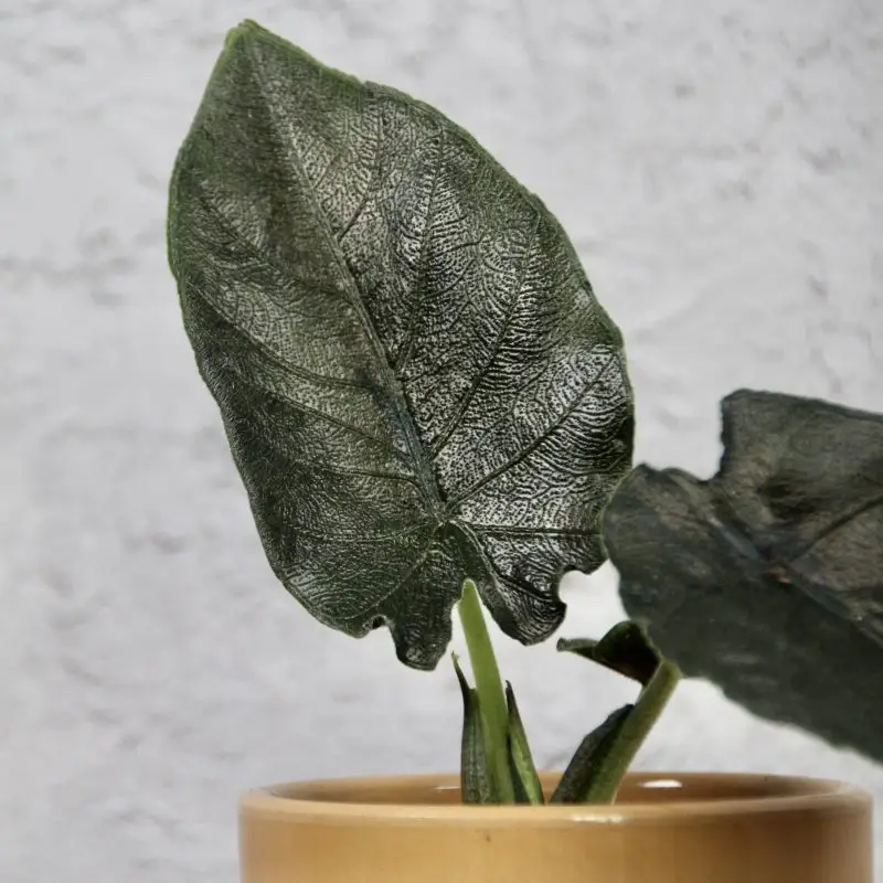 Alocasia Antoro velvet baby