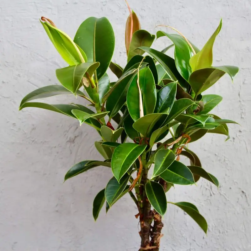Ficus elastica Melany XL