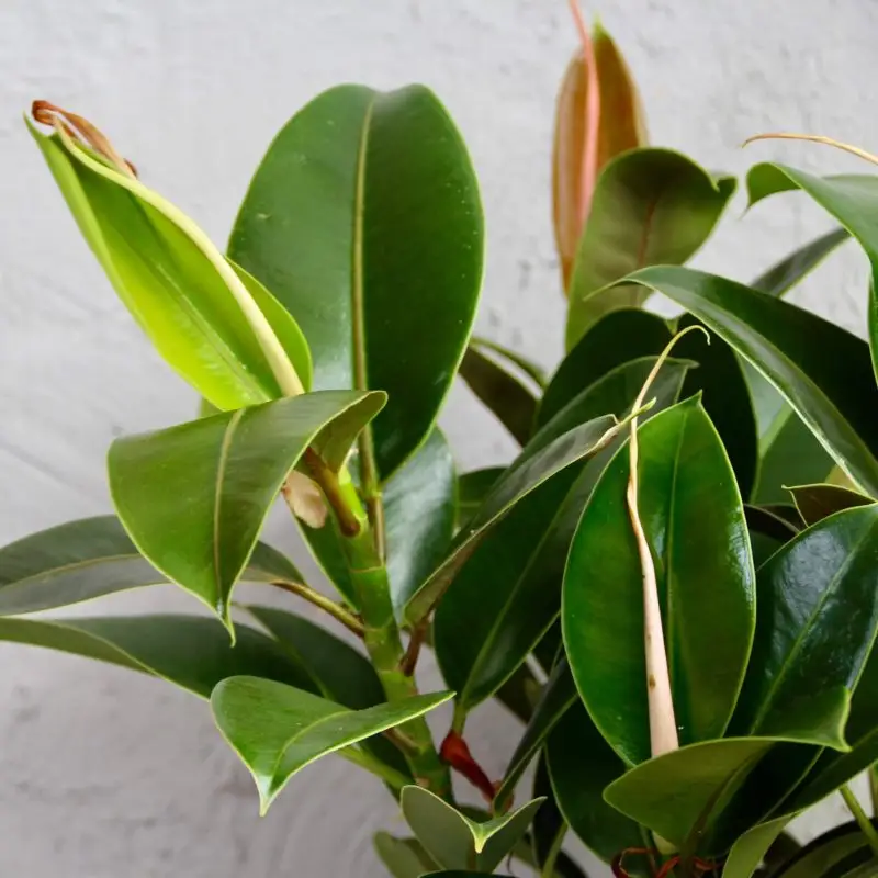 Ficus elastica Melany XL