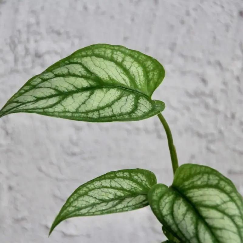 Monstera Siltepecana baby