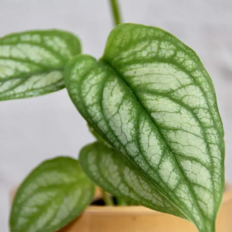Monstera Siltepecana baby