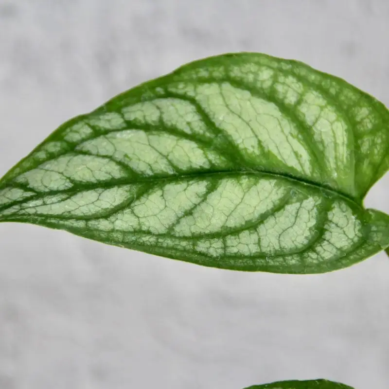 Monstera Siltepecana baby