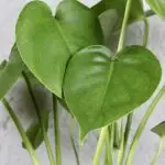 Monstera Deliciosa