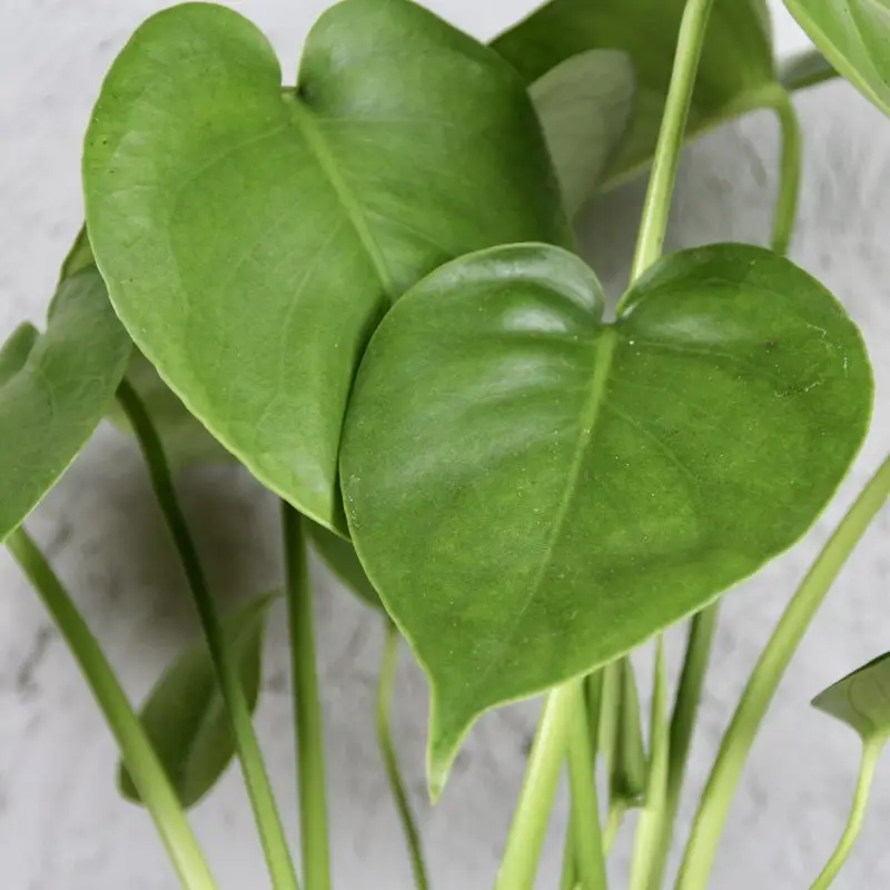 Monstera Deliciosa