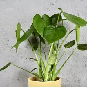 Monstera Deliciosa