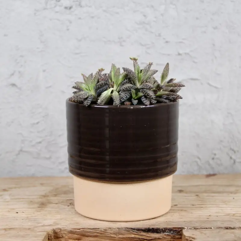 Kalanchoe Daigremontiana