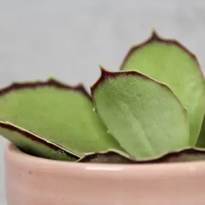 Kalanchoe Synsepala