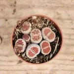 Lithops živé kameny modro-hnědo-červené baby