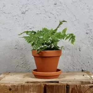 Květináč Terakotový s podmiskou Ø 10 cm