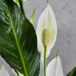 Spathiphyllum Lopatkovec Crown veľký