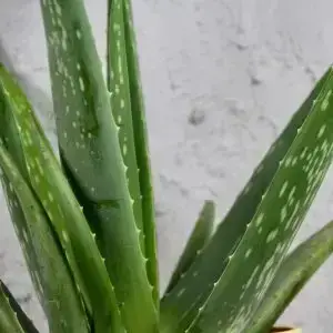 Aloe Vera veľké