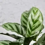 Calathea Setosa