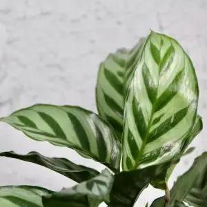 Calathea Setosa