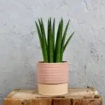 Sansevieria Tchynin jazyk Cylindrica