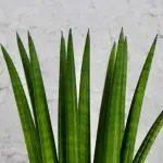 Sansevieria Tchynin jazyk Cylindrica
