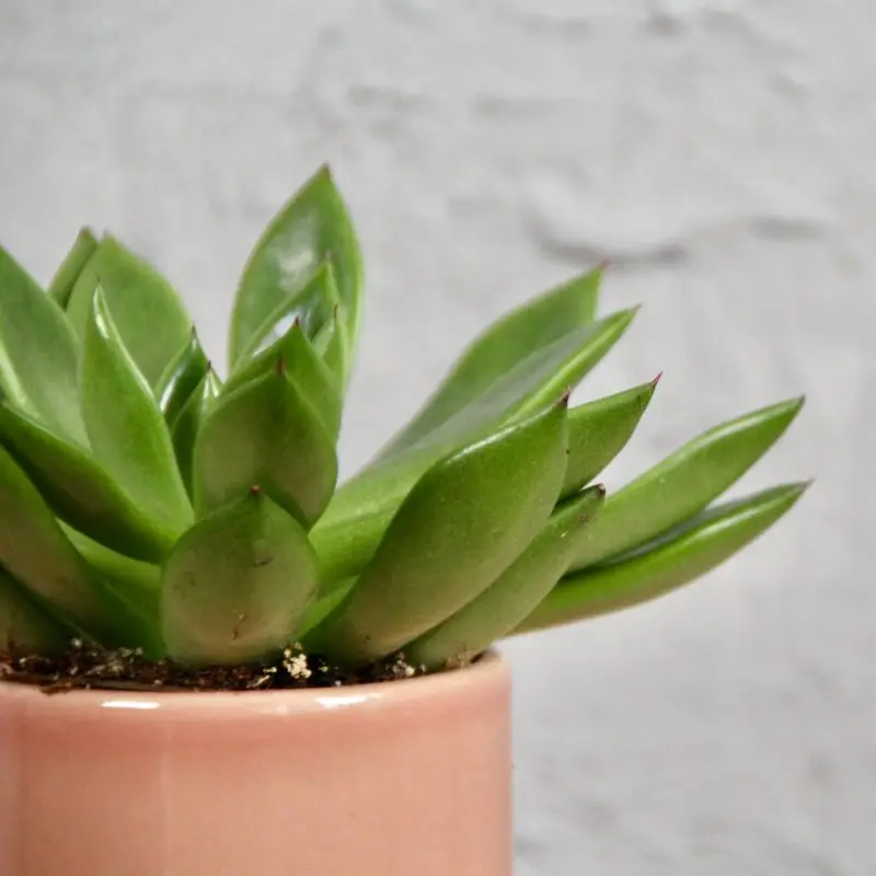 Echeveria Agavoides baby