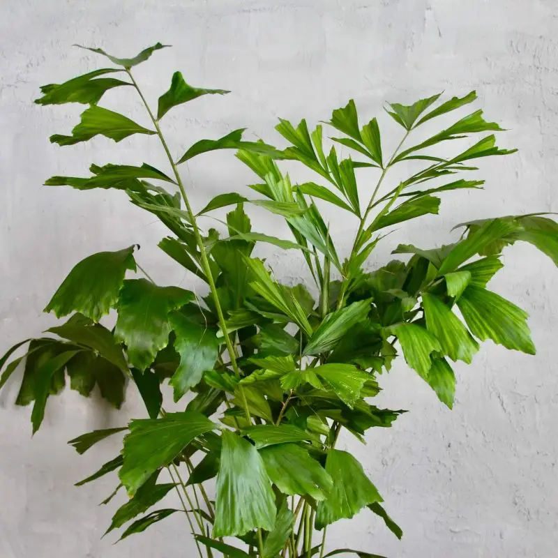 Caryota Mitis XL