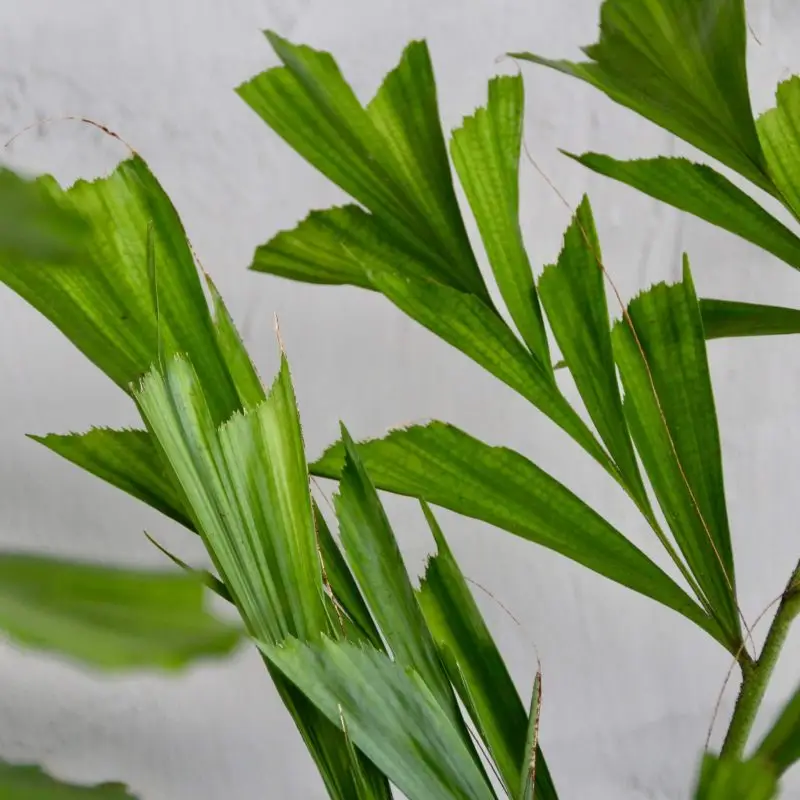 Caryota Mitis XL