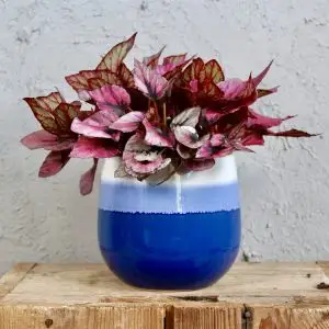 Begonia Rex Indian Summer