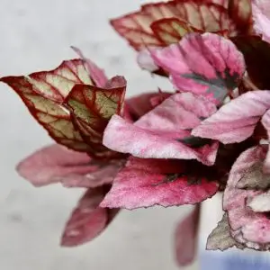 Begonia Rex Indian Summer